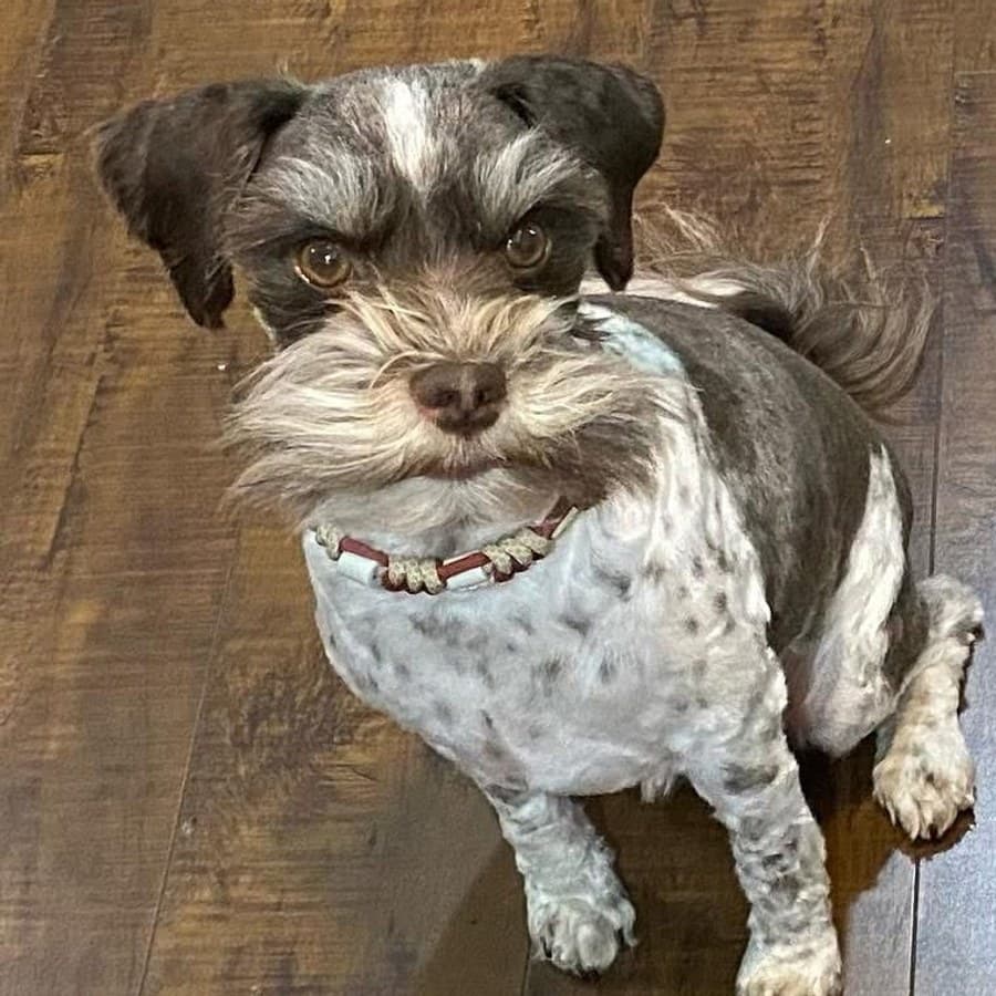 Frankie, a familiar daycare pet