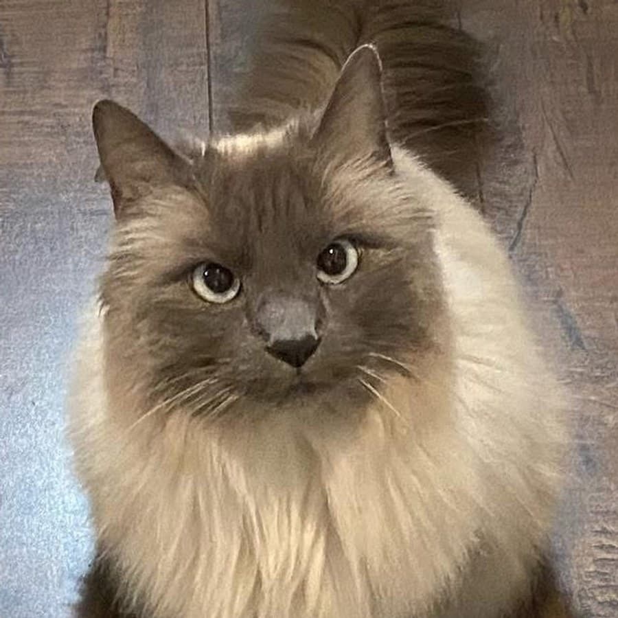 Harlie Marlie, a familiar daycare pet